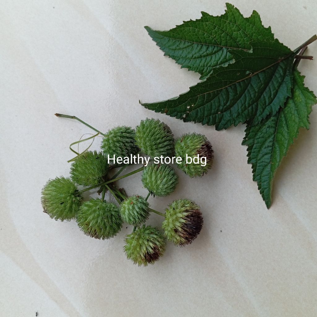 

Buah Rumput knop segar petik langsung paket 50 pcs Organik