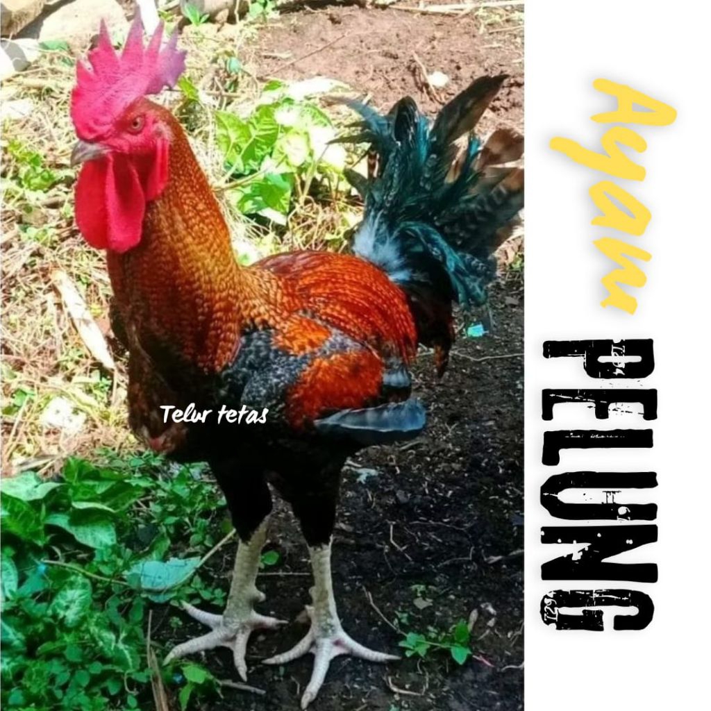 

telur ayam pelung jumbo super asli bisa untuk di tetaskan