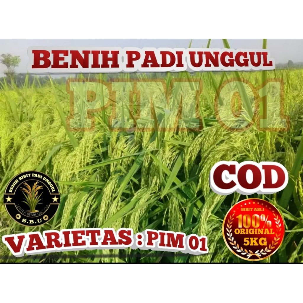 BENIH PADI UNGGUL PIM 01 SUPER KEMASAN 5KG
