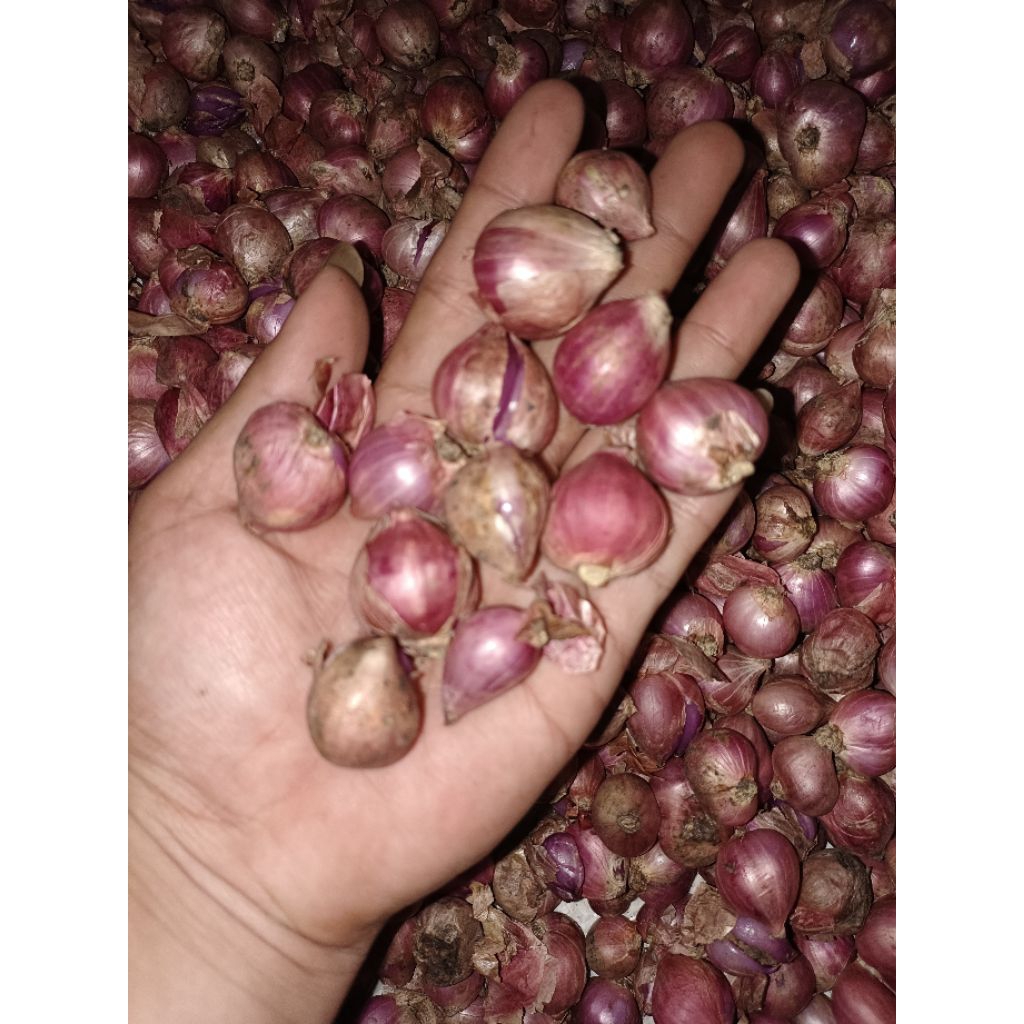 

bawang merah super kering
