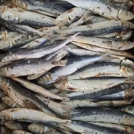 

Ikan Asin Japuh Lesi – Gurih Premium | 250g / 500g / 1Kg | Siap Masak Jadi Berbagai Olahan & Tidak Terlalu Asin