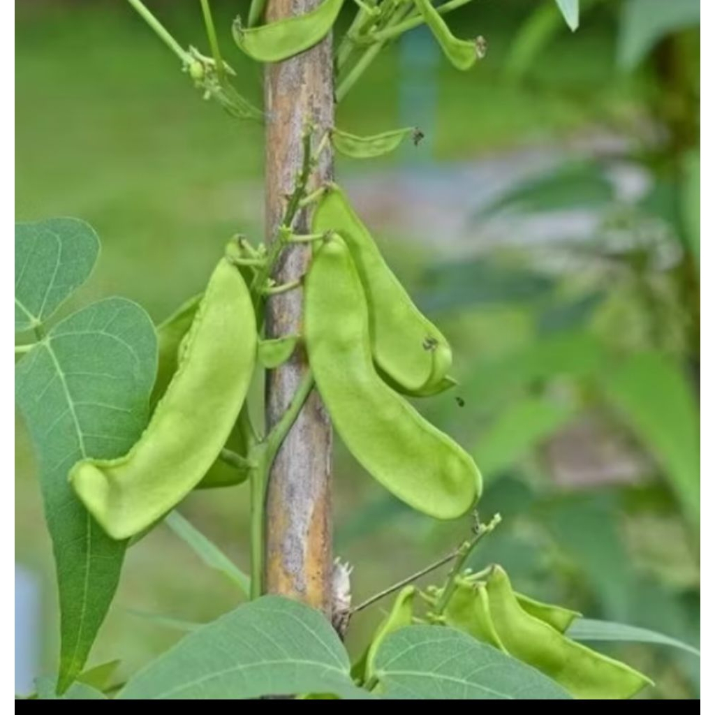 

sayur roay 100gr/kacang koro sunda