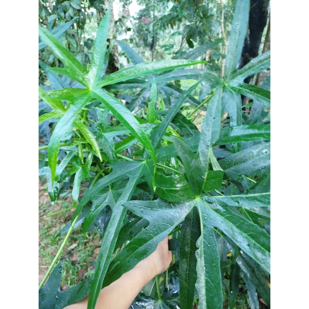 

Daun gedi herbal segar 500gram