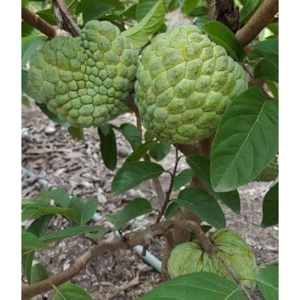 

Buah Nona buah Srikaya harga perbuah