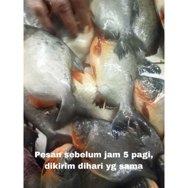 

ikan bawal