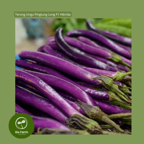 Benih Bibit Terong Ungu Pingtung Long F1 Hibrida