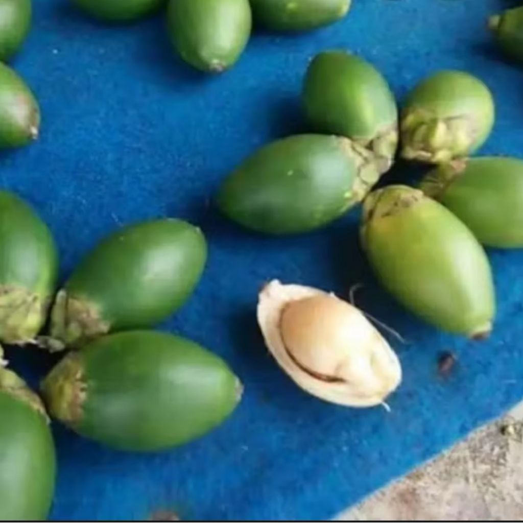 

500 gram pinang muda fresh penambah stamina