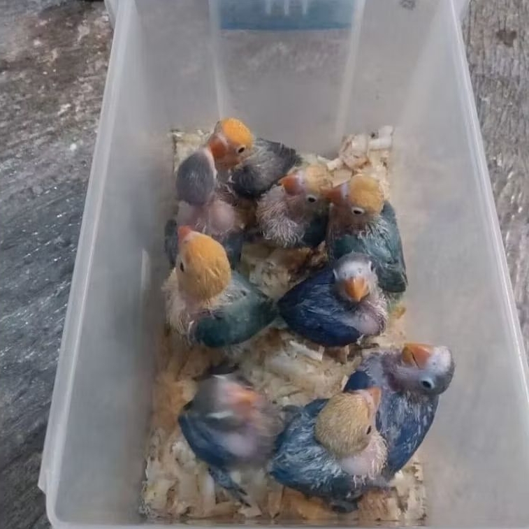 Burung Love Bird Baby , Paud dan Dewasa Paruh Putih , ParBlue (PB), Biola