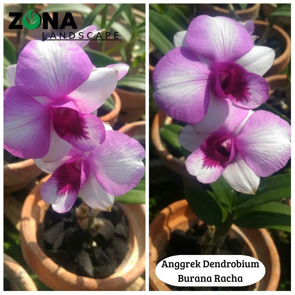 Bunga Anggrek Dendrobium Burana Racha (+Pot Tanah Liat & Media) Anggrek Dendro Import