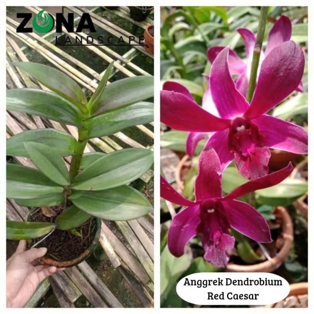 Anggrek Dendrobium Red Caesar (+Pot Tanah Liat & Media) Anggrek Dendro Import