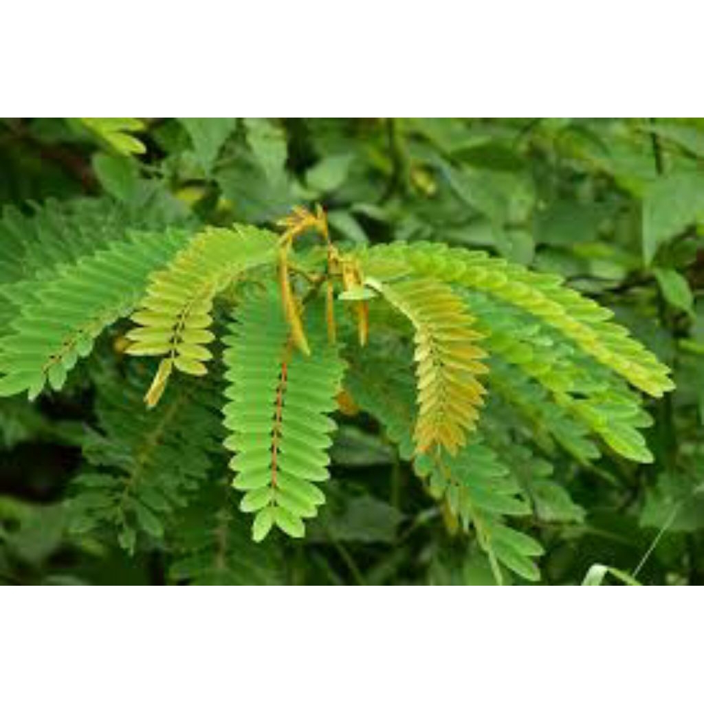 

daun joharr 1 kg