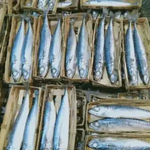 

PAKET IKAN CUE (ISI 2) X 3 KERANGANG