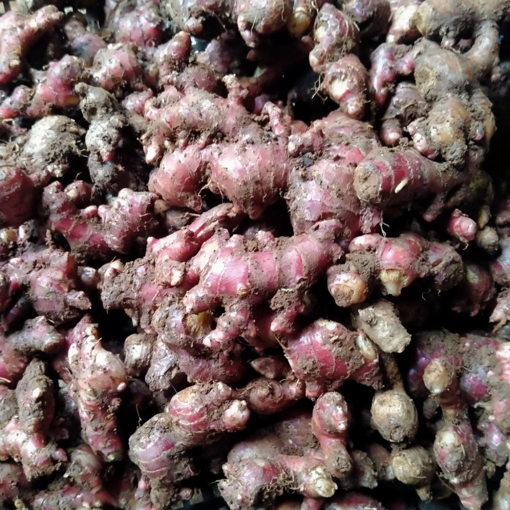 

Jahe merah super premium 1kg segar