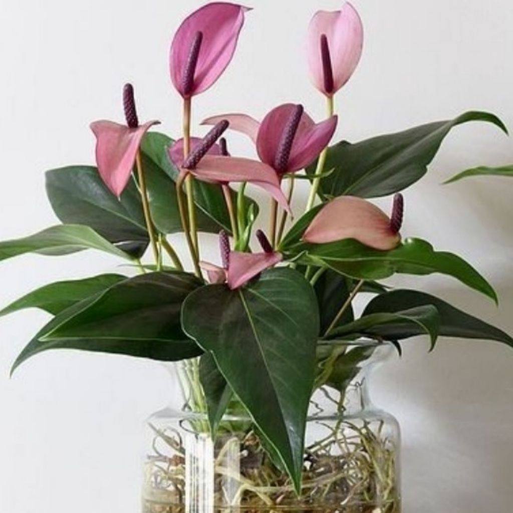 Tanaman Anthurium Ungu Tua / Dark Purple Anthurium / Deep Purple Anthurium / Anthurium watermaliense