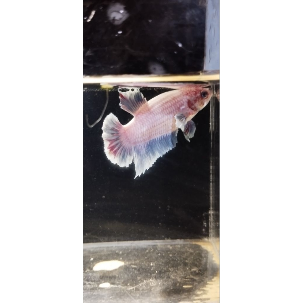 IKAN CUPANG DUMBO EAR [male&female]