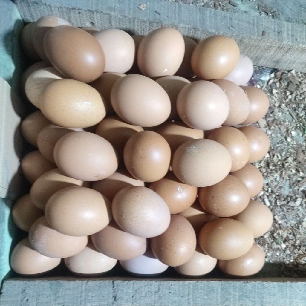 

Telur Ayam Sedang Grade 1