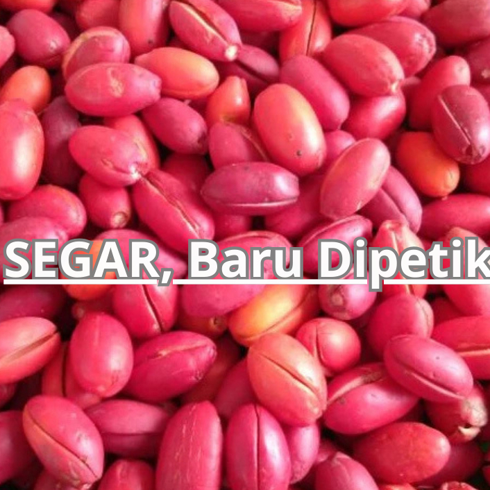 

Sayur Kulit Melinjo Merah Segar / Sayur Kulit Tangkil Super