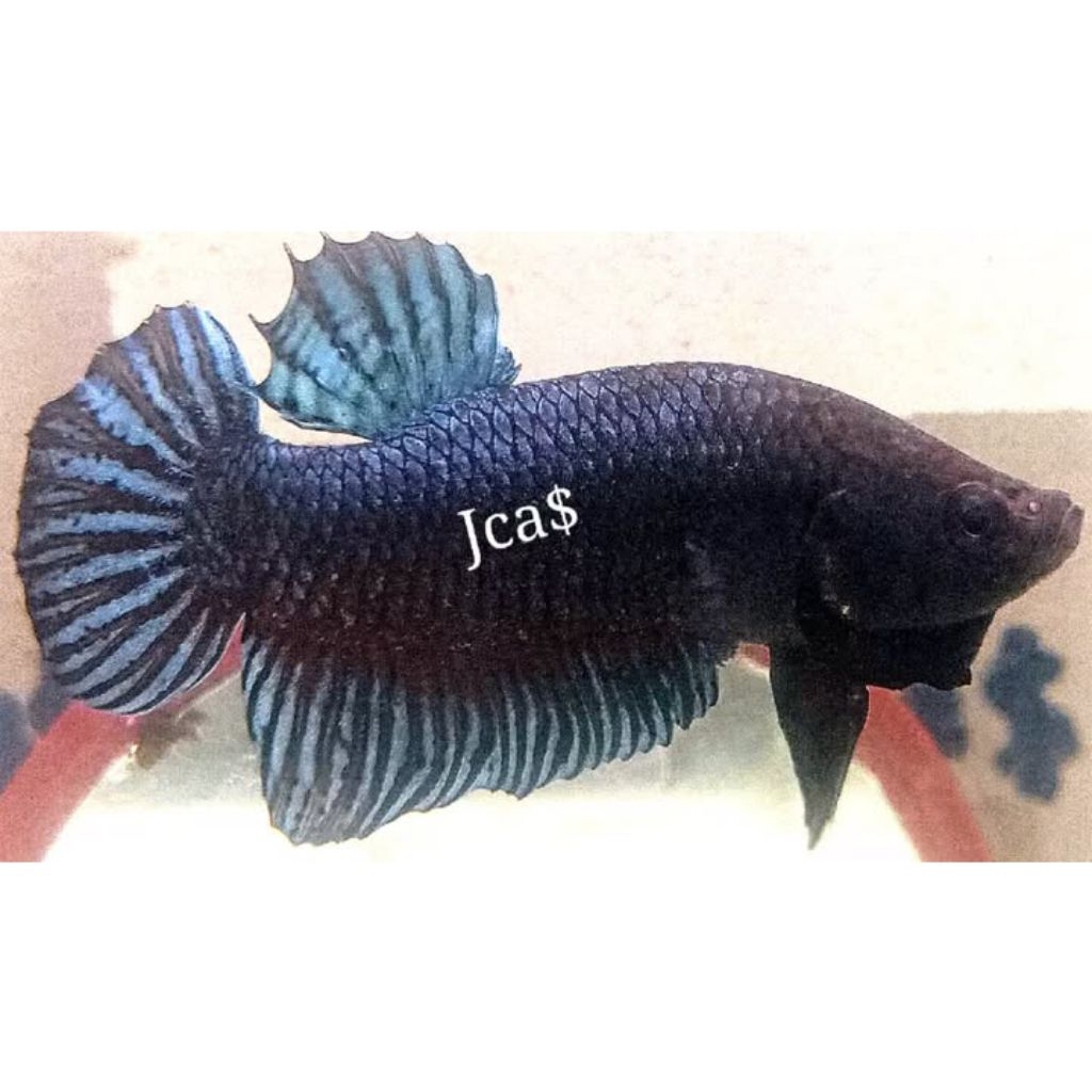 cupang mds vip super