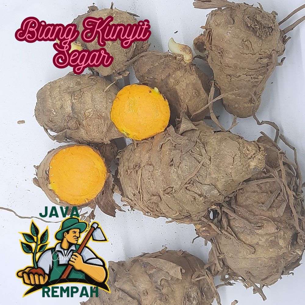 

Biang kunyit 1kg Biang Kunyit Segar Empu Kunyit