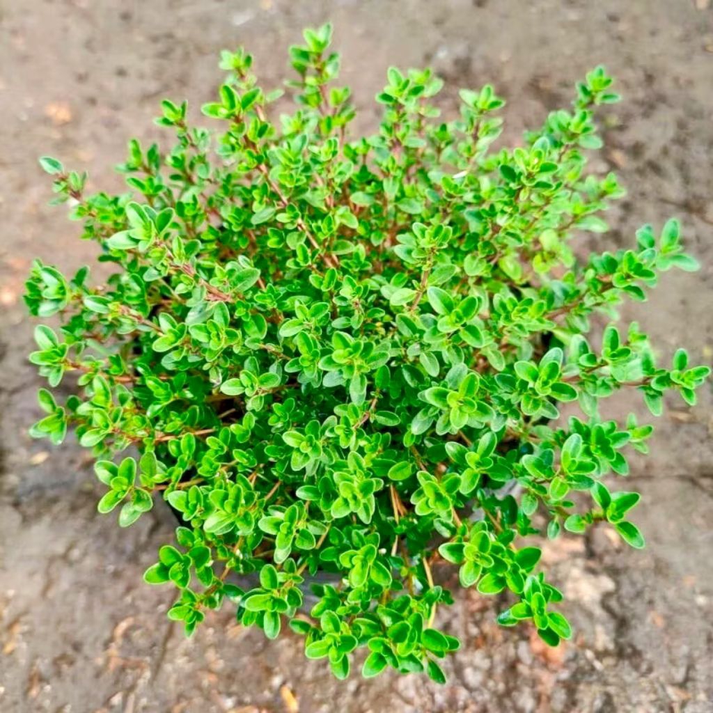 

Tanaman thyme (bumbu masak thyme)