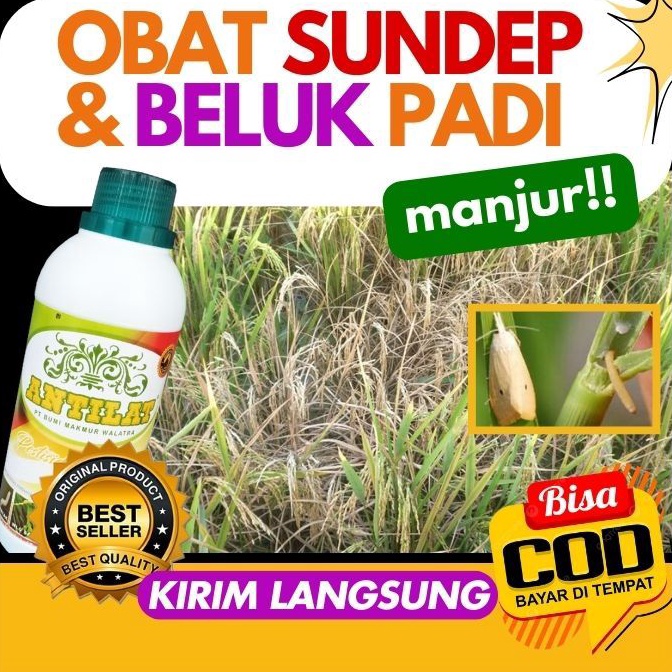 KODE H66R TERLARIS ANTILAT MEMBASMI SUNDEP DAN BELUK PADI Pestisida Hayati Mengatasi Hama Sundep Pad