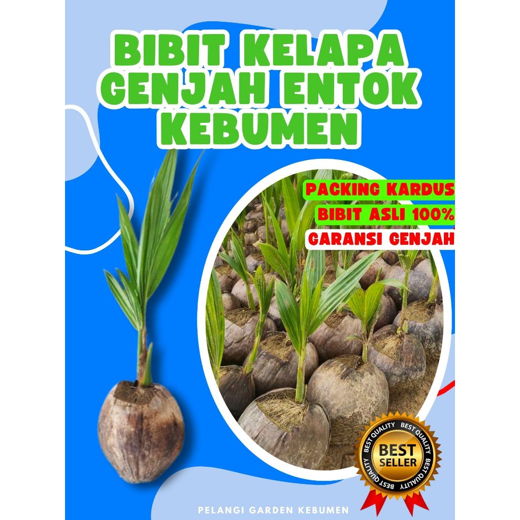 CEPAT BERBUAH.. Pohon Kelapa Hijau Hibrida Pendek, Pohon Kelapa Hibrida Hijau Pendek