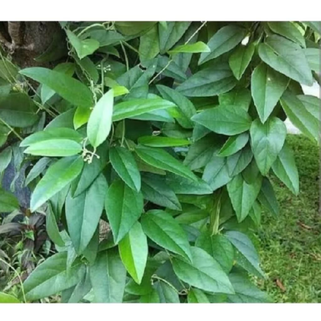 

daun cincau hijau rambat tidak berbulu 100gr