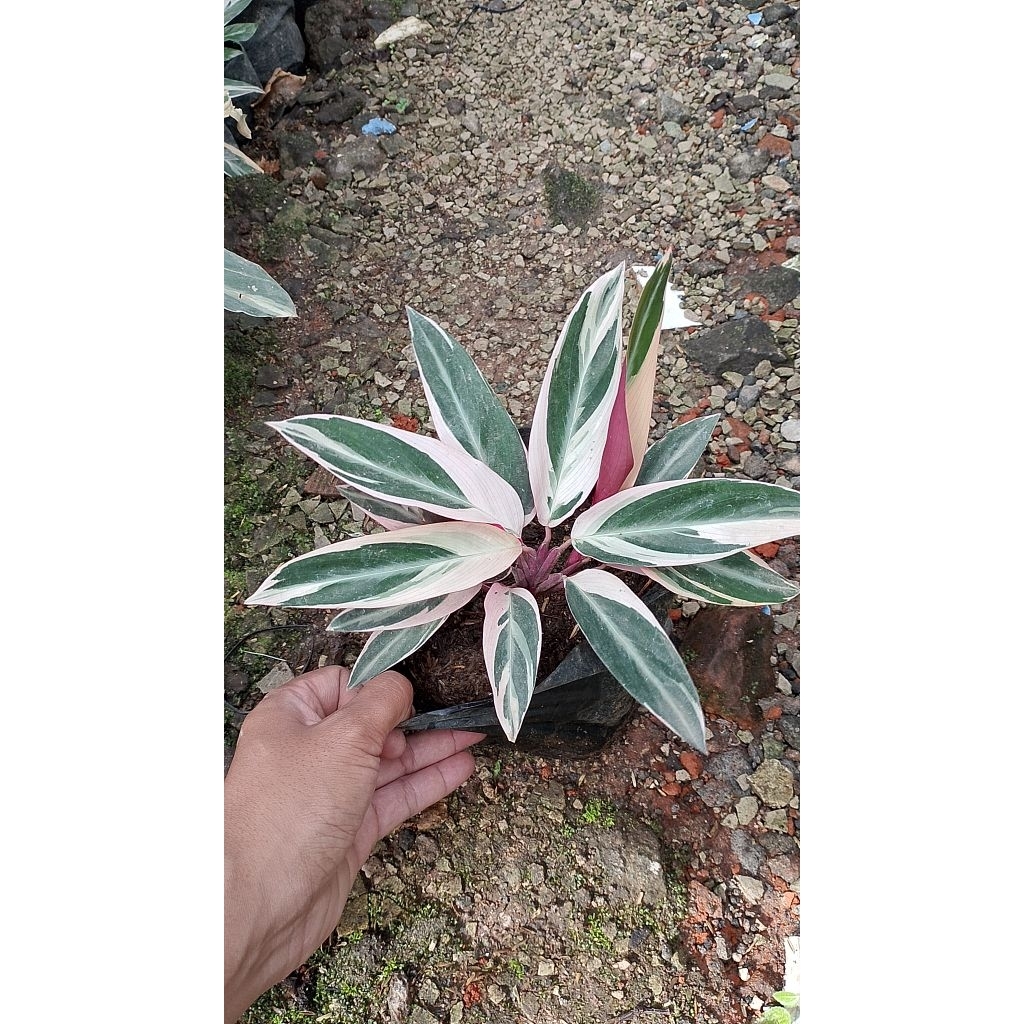 chalatea merah putih / chalatea tricolor