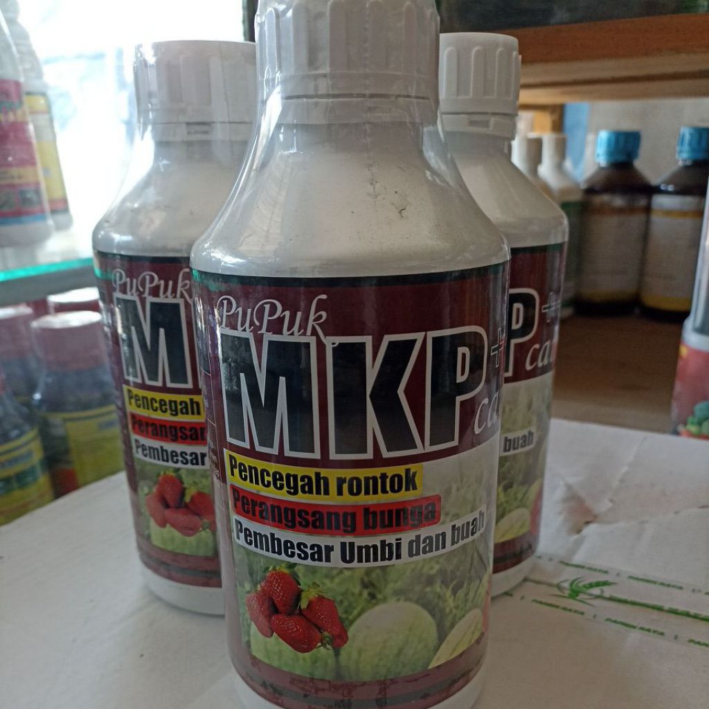 pupuk MKP cair pembesar buah serta membuat buah lebih manis