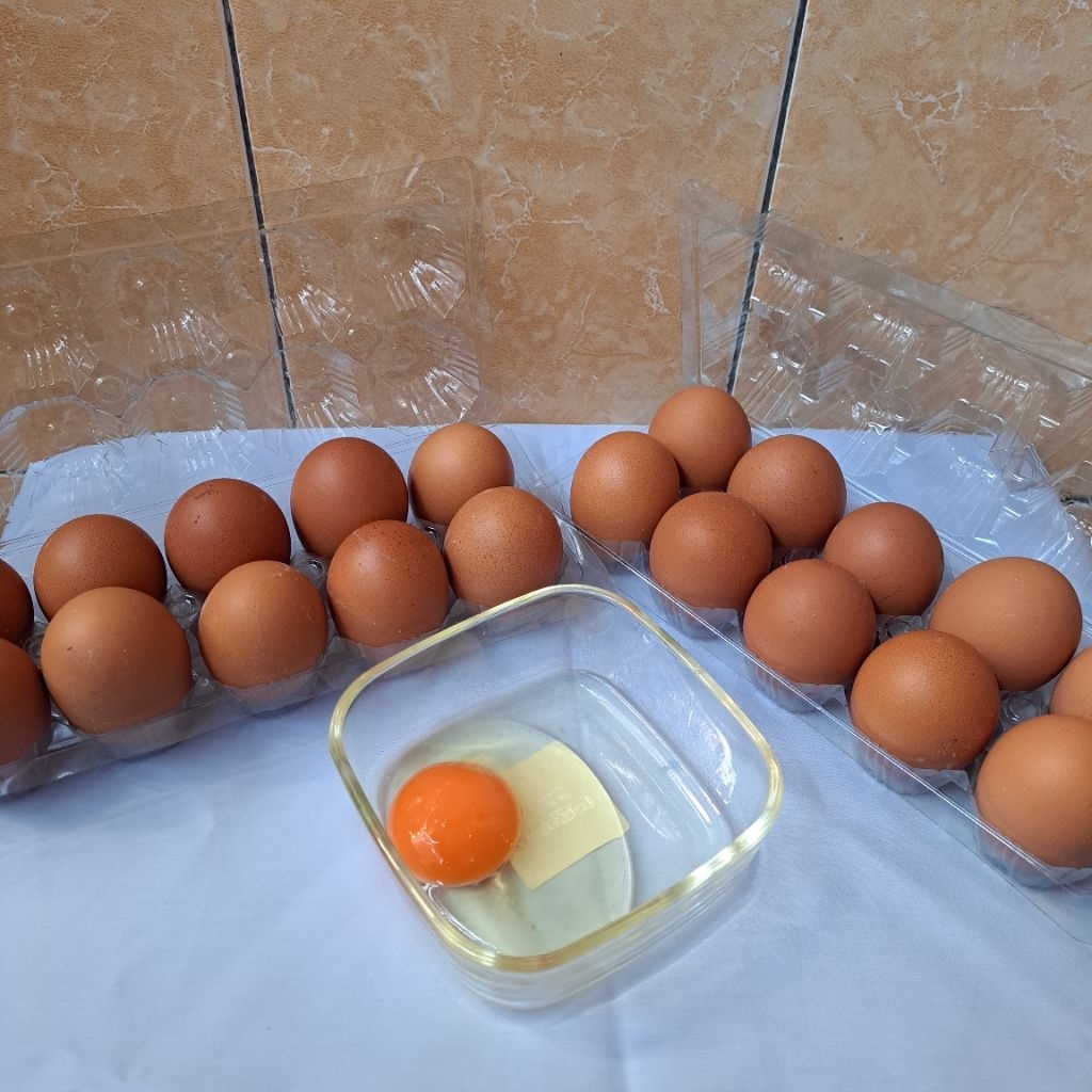 

Telur Oren | Telur Omega Khusus Bandung