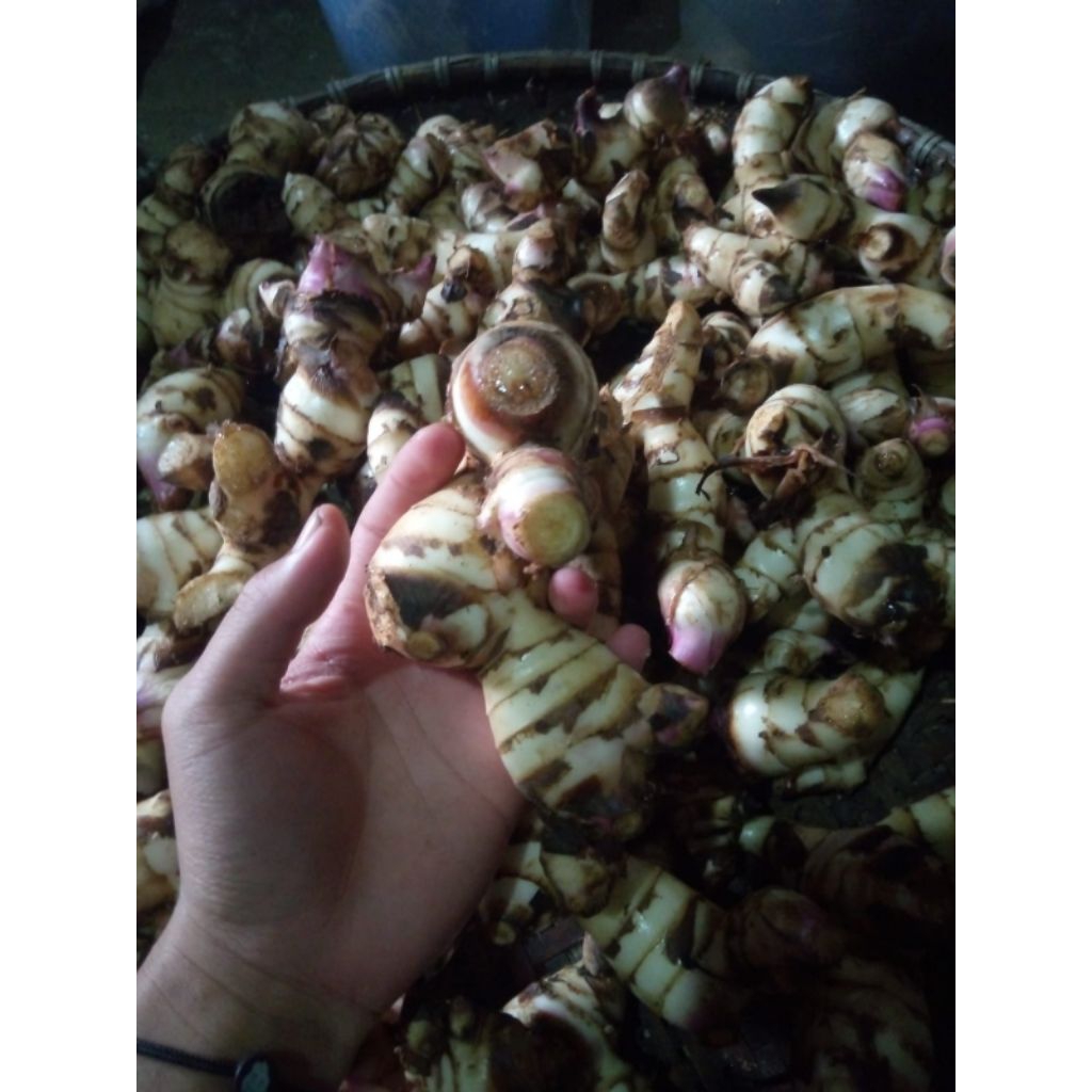 

ubi gayong/ ubi gayol 500gr
