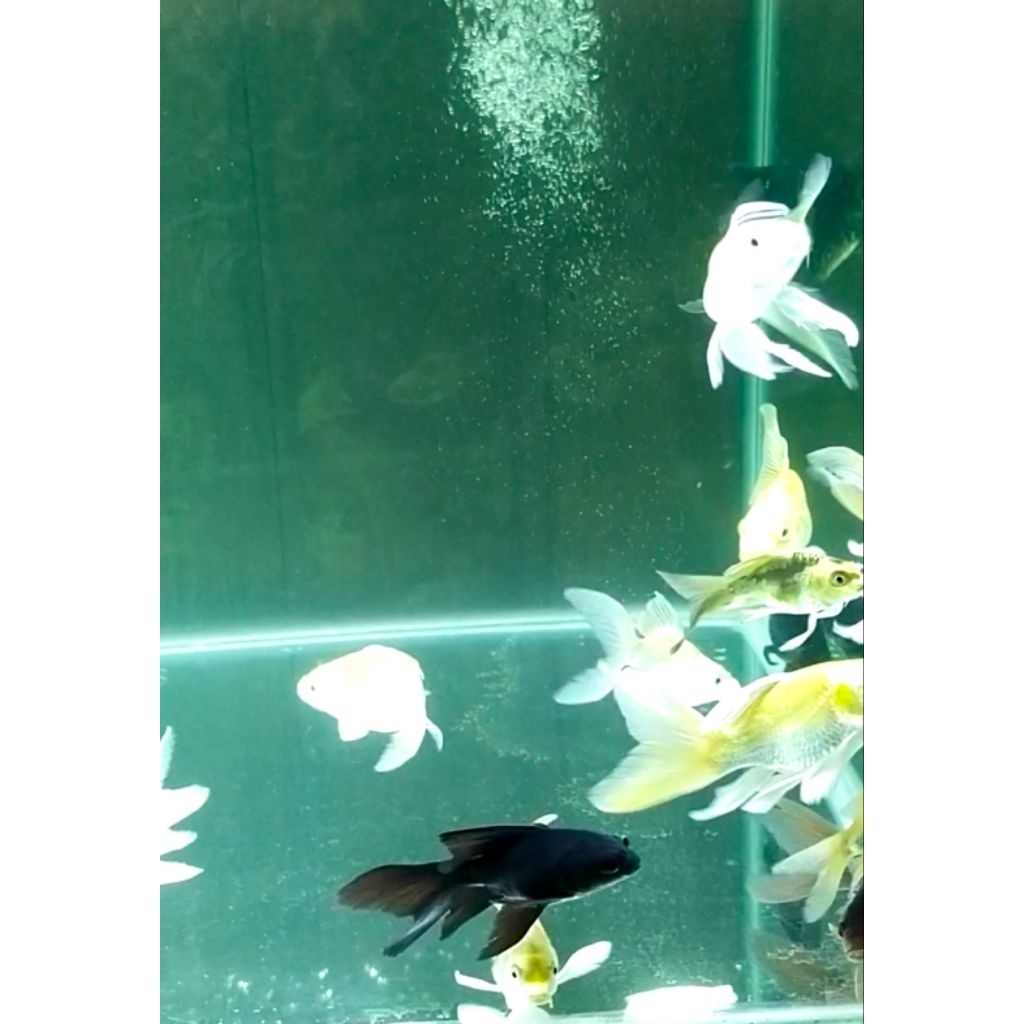 KOI HUDIELONG SB KARASU BUTTERFLY IMPORT CHINA SIZE 13-15 CM