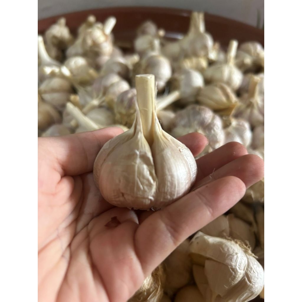 

BAWANG PUTIH KATING BERSIH 500GRAM / 1KG
