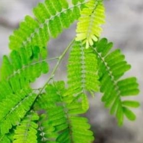 

daun saga herbal