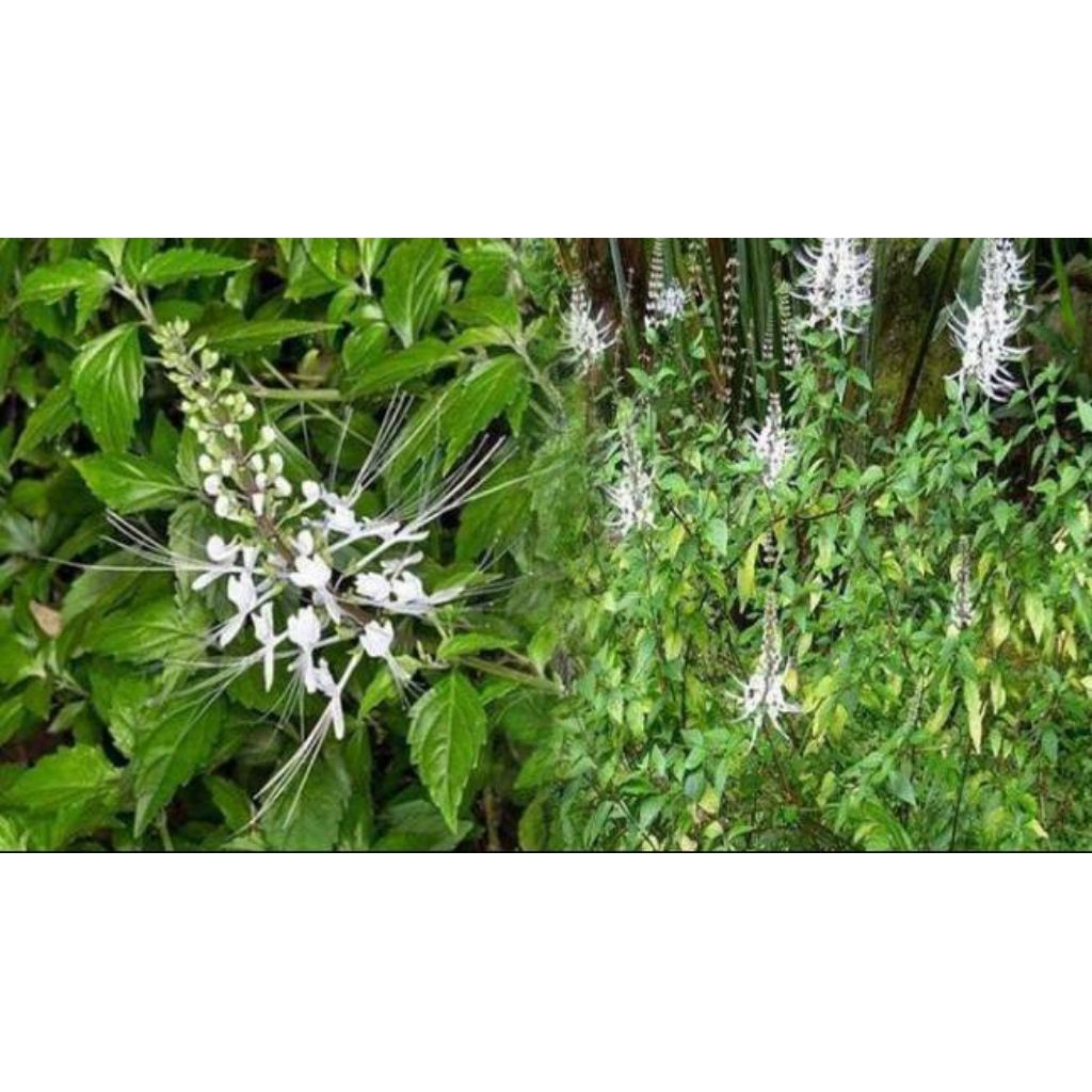 

Daun kumis kucing fresh herbal 500gr