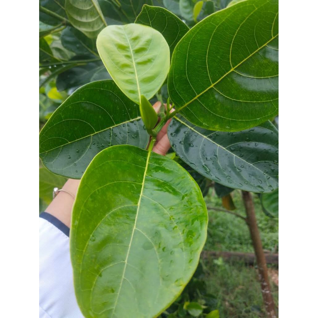 

Daun nangka Fresh 50 lembar dipetik saat akan dikirim / Ramuan herbal kaya manfaat