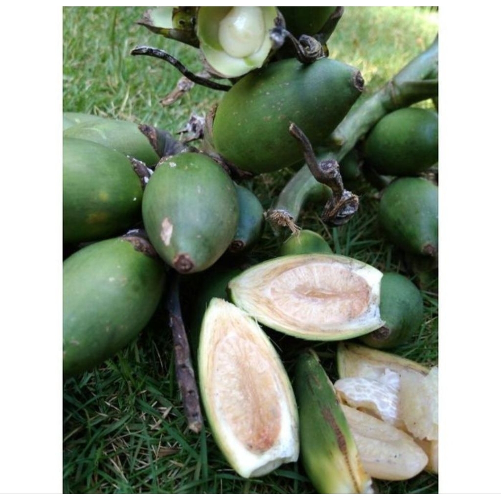 

promo pinang muda 1kg