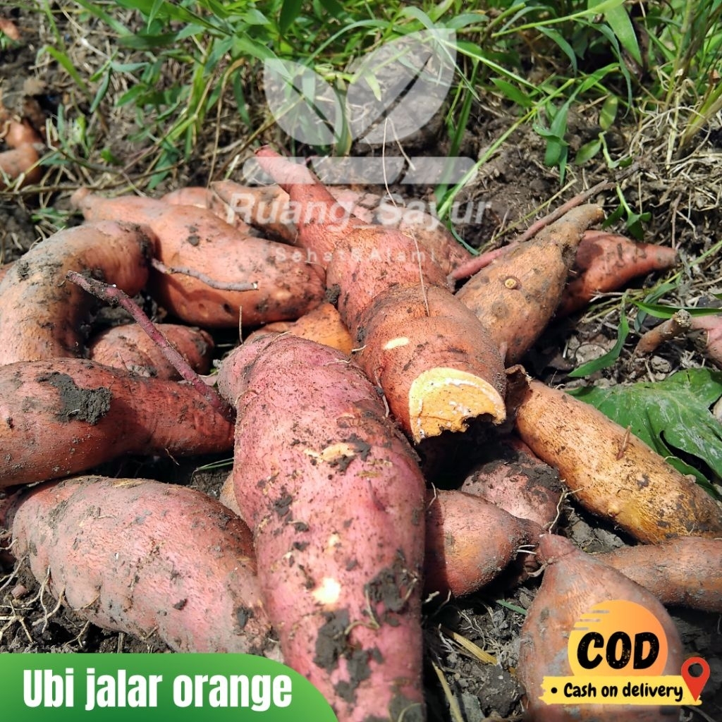 

Ubi Jalar , Ubi Jalar orangye , Ubi Jalar 1 Kg , Ubi Orange