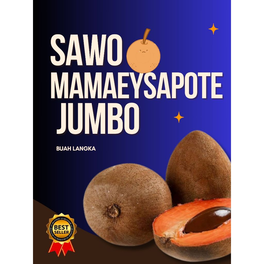

MATANG DARI POHON !! Sawo Jumbo Organik, Sawo Jumbo Super