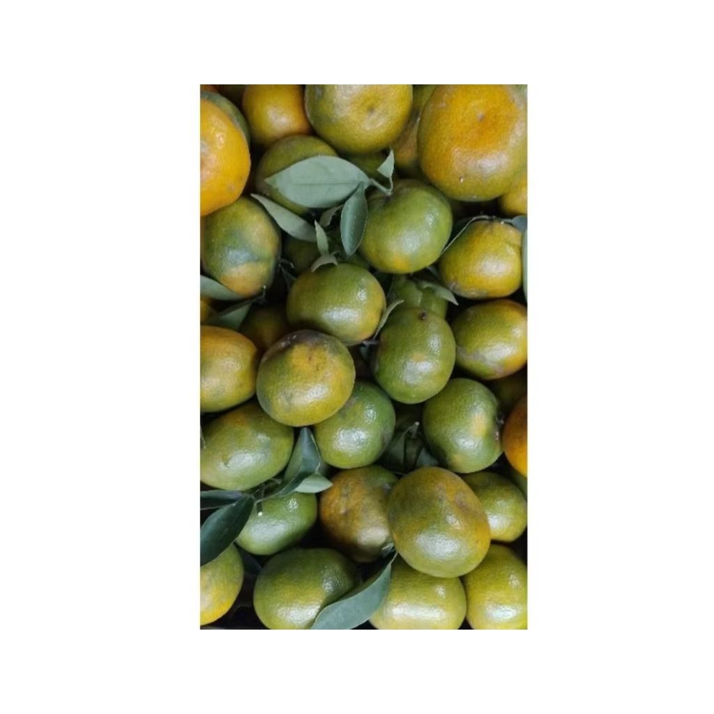 

JERUK SIEM KOTA BATU 1kg isi kurleb (8-10biji)
