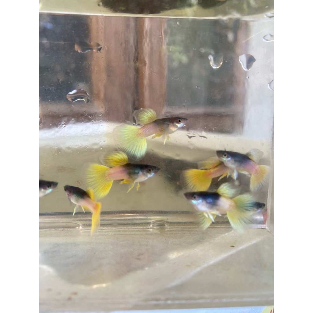 

stiker metal pingu (baca deskripsi)