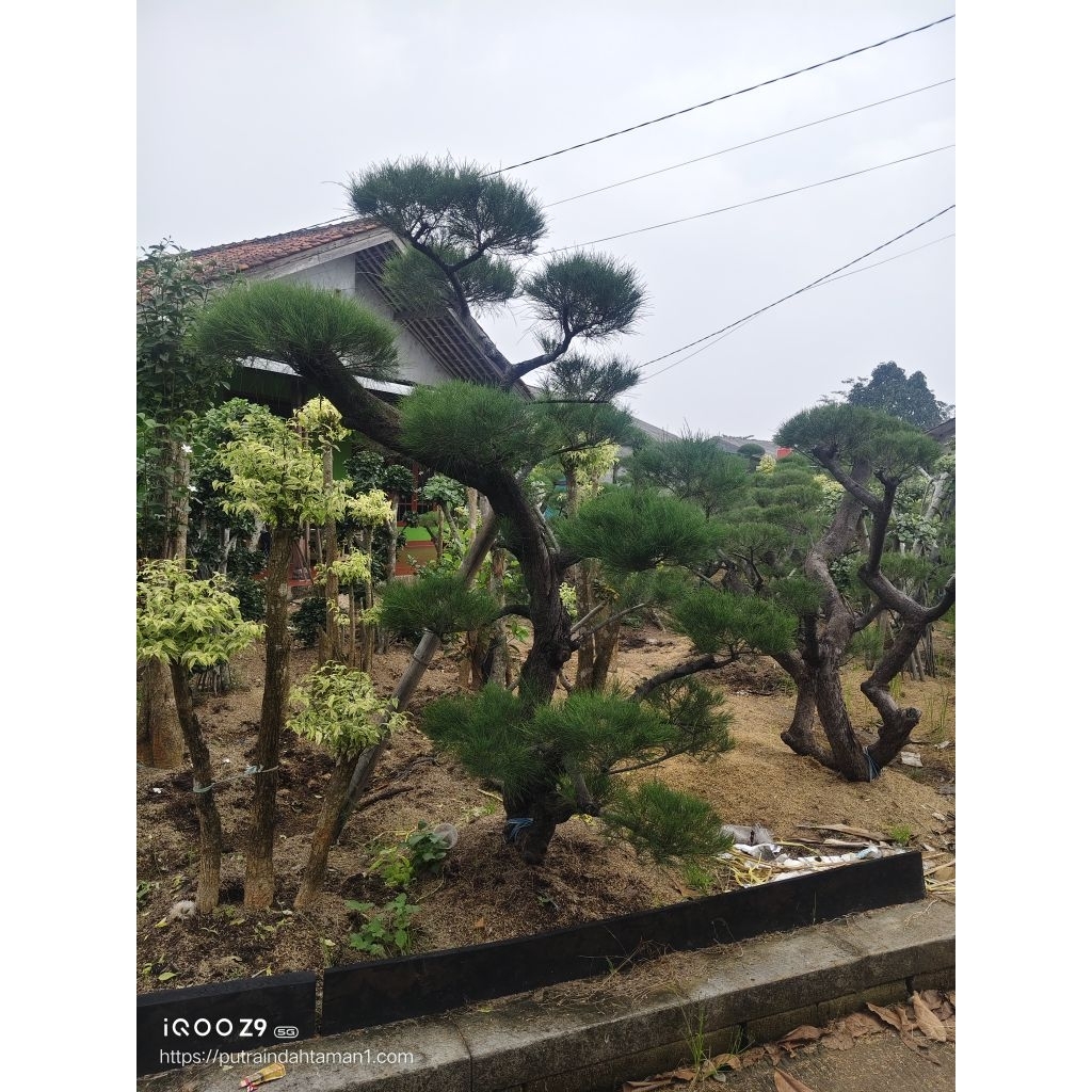 pohon bonsai cemara udang//pohon bonsai