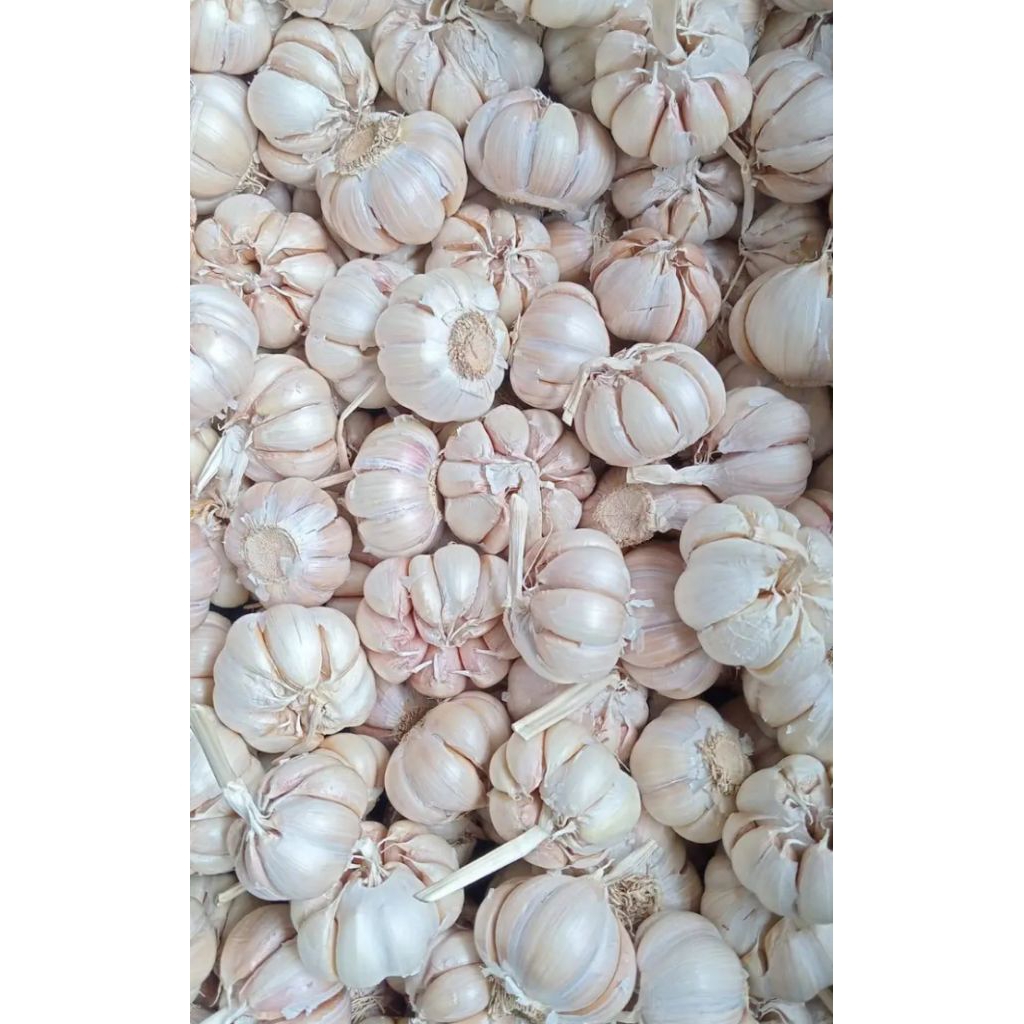 

Bawang putih 500 gram (1/2 kg)