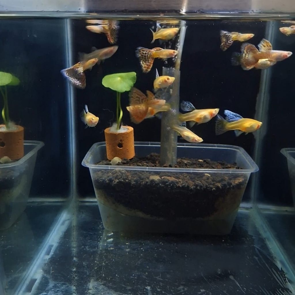 

Packing box SEPASANG Guppy ALBINO YELLOW COBRA VIDEO WA AJA