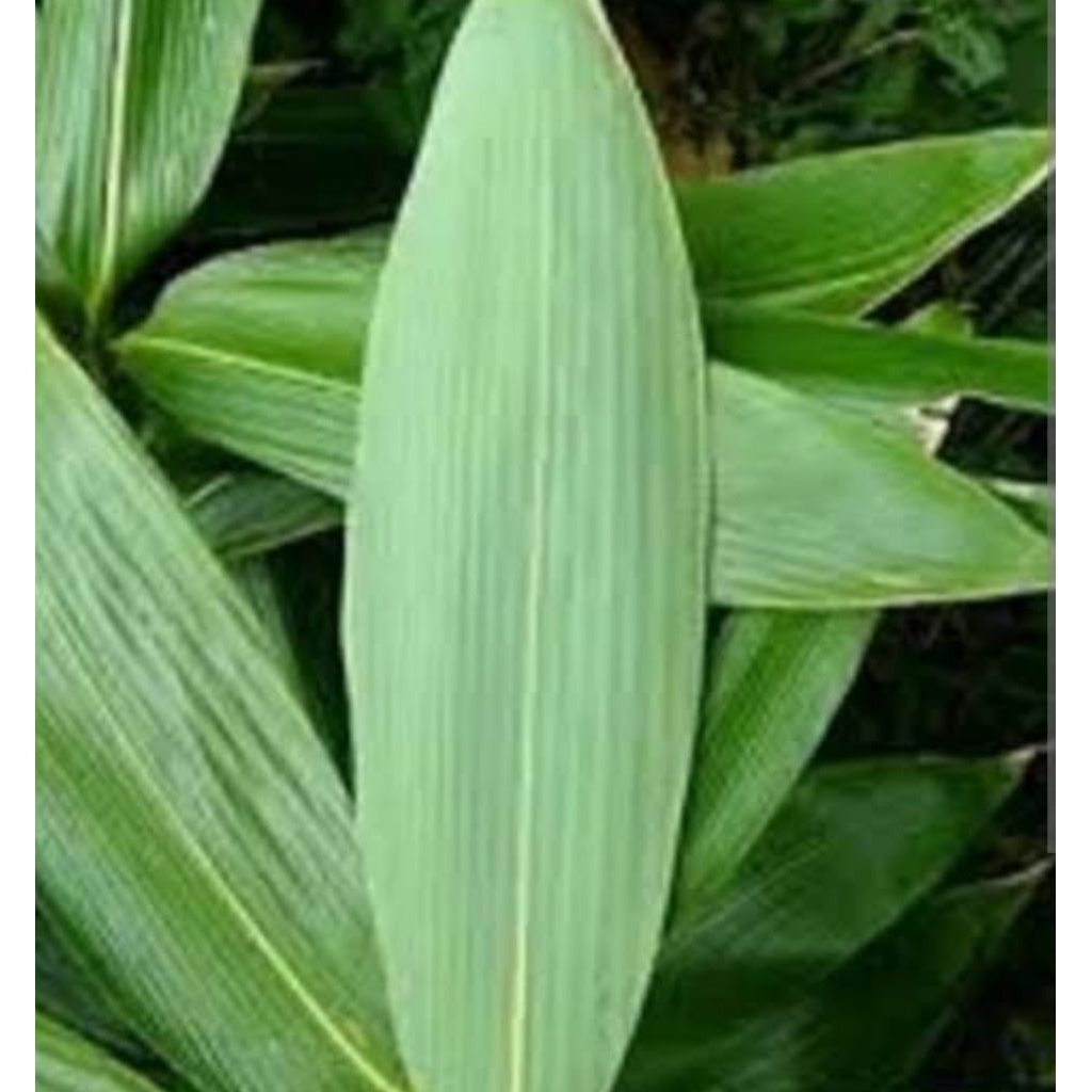

Daun bambu segar lebar isi 100.lembar/bungkus Bacang