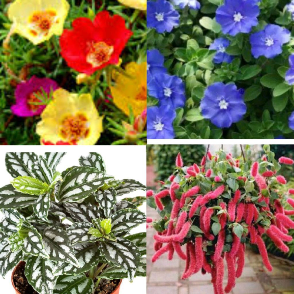 Stek krokot Duna Mawar sirih pilea zebrina episcia Benih marigold kenikir songgo langit ekor kucing 