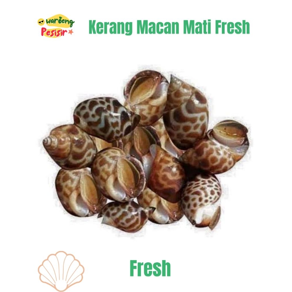 

KERANG MACAN / KEONG MACAN – MATI BERSIH FROZEN – DIJUAL PER KILOGRAM