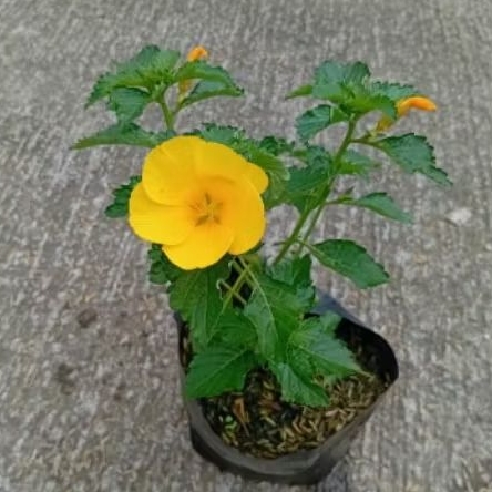 Tanaman Hias Yolanda Kuning