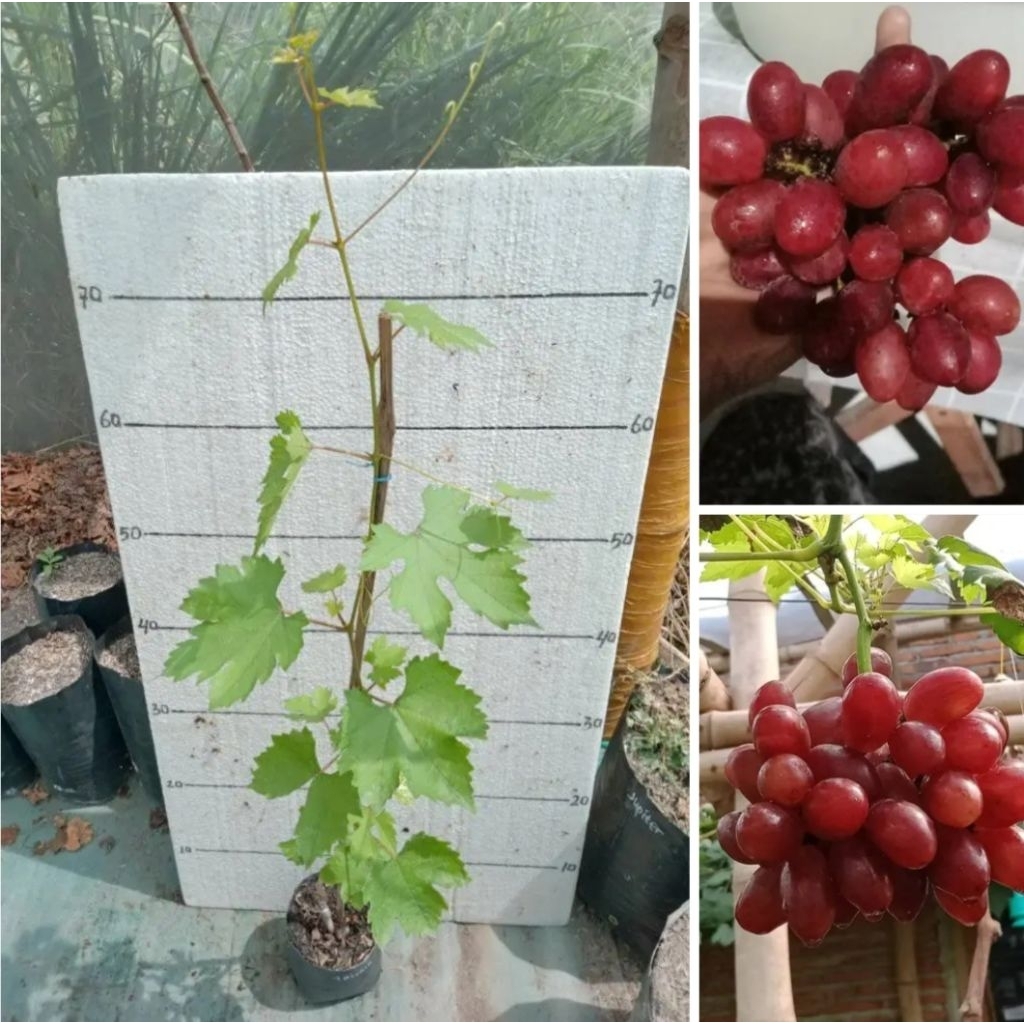 bibit anggur impor taldun