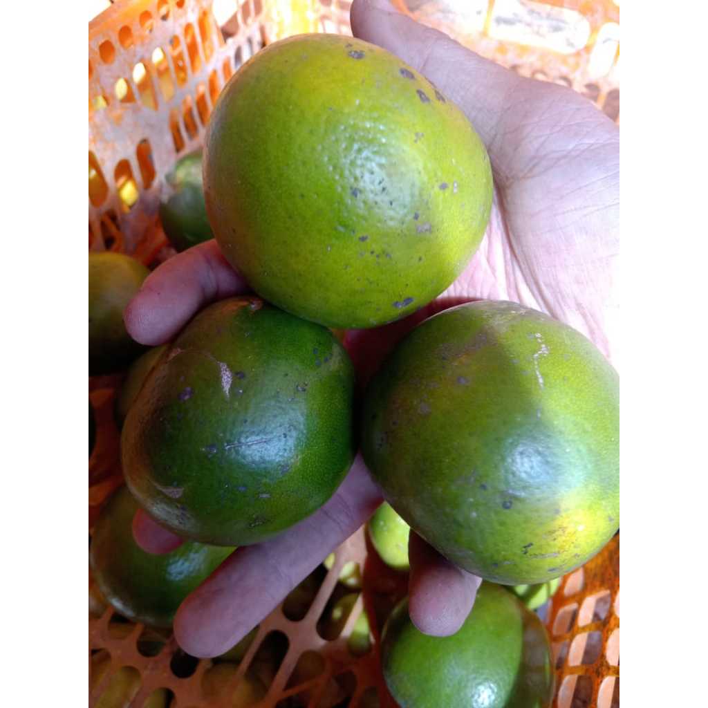 

Jeruk Peras 500 Gram Fresh